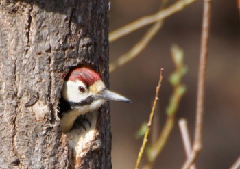 Great Spotted Woodpecker(japonicus) 真駒内川 Mon, 4/15/2024