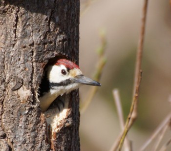 Great Spotted Woodpecker(japonicus) 真駒内川 Mon, 4/15/2024