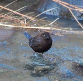 Brown Dipper 真駒内川 Mon, 4/15/2024