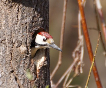 Great Spotted Woodpecker(japonicus) 真駒内川 Mon, 4/15/2024