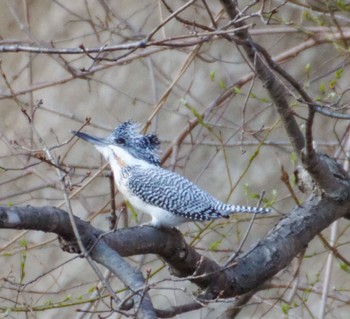 Crested Kingfisher 真駒内川 Mon, 4/15/2024