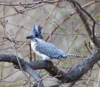 Crested Kingfisher 真駒内川 Mon, 4/15/2024