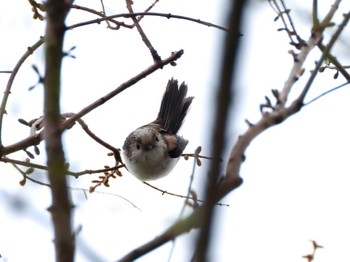 Thu, 4/4/2024 Birding report at Teganuma