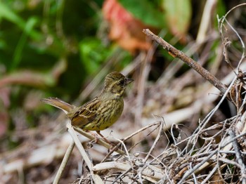 Masked Bunting Teganuma Thu, 4/4/2024