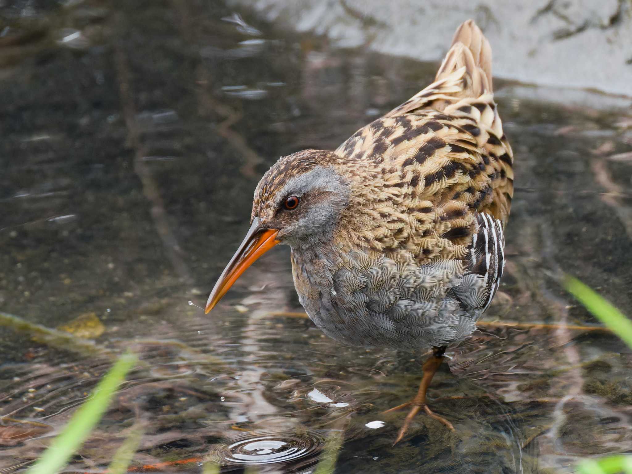 Photo of Brown-cheeked Rail at Teganuma by h sawa