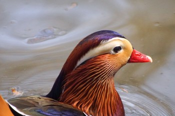 Mandarin Duck Maruyama Park Sun, 4/14/2024