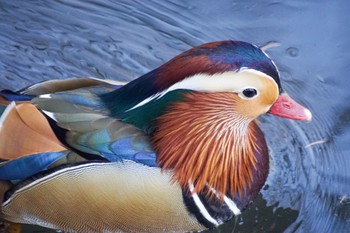 オシドリ 円山公園 2024年4月14日(日)