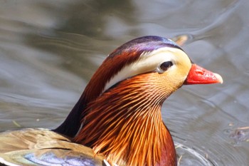 Mandarin Duck Maruyama Park Sun, 4/14/2024