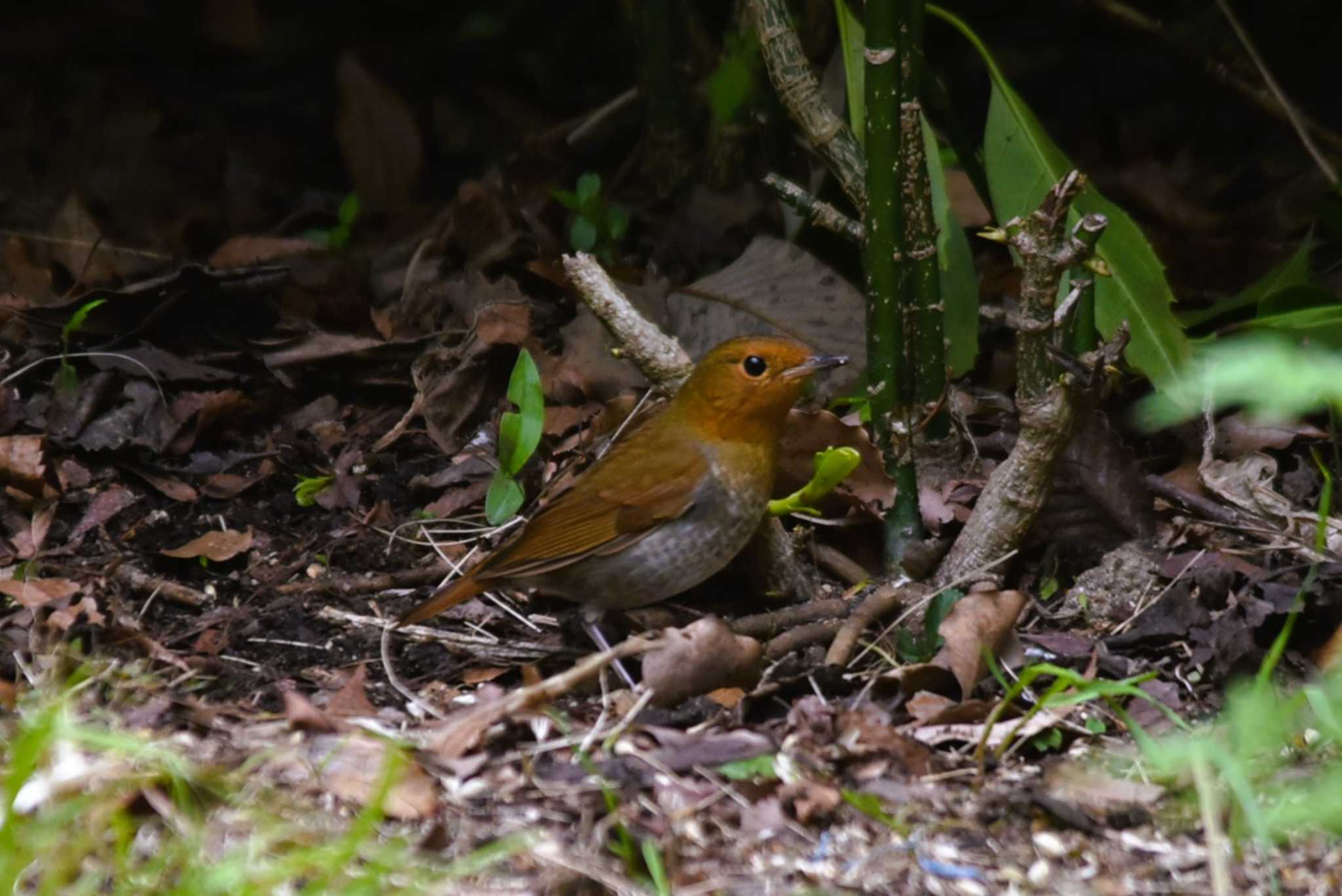 Photo of Japanese Robin at 大阪市内 by IKKEN