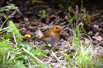 Japanese Robin 大阪市内 Thu, 4/11/2024