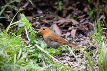 Japanese Robin 大阪市内 Thu, 4/11/2024