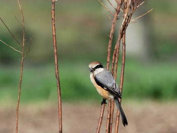 Bull-headed Shrike Teganuma Sat, 3/30/2024