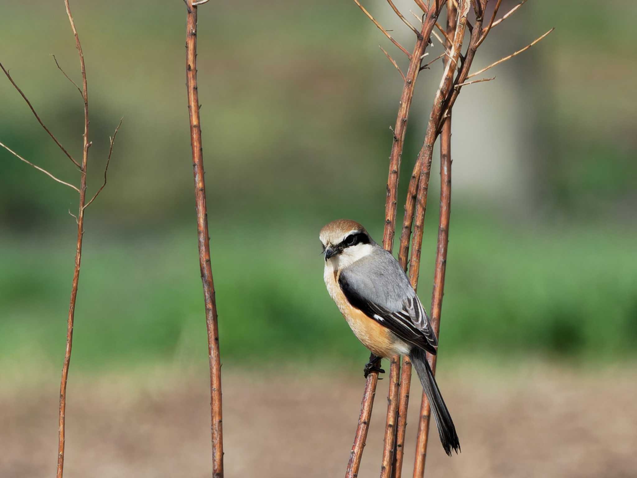 Photo of Bull-headed Shrike at Teganuma by h sawa