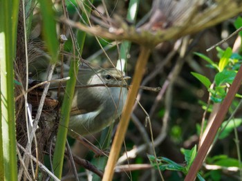 Japanese Bush Warbler Teganuma Sat, 3/30/2024