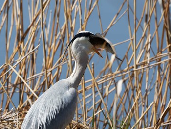 Grey Heron Teganuma Sat, 3/30/2024