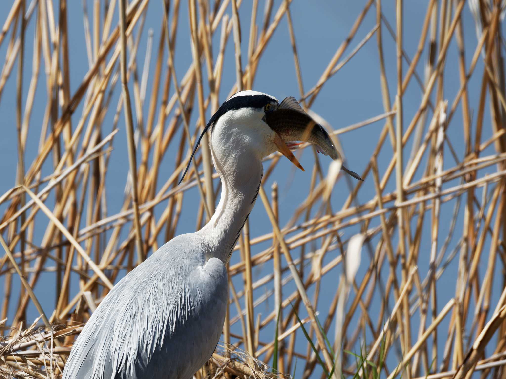 Photo of Grey Heron at Teganuma by h sawa