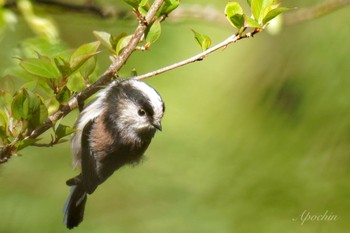 Long-tailed Tit 日向渓谷 Sun, 4/14/2024