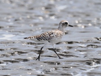 Grey Plover Sambanze Tideland Sat, 4/13/2024