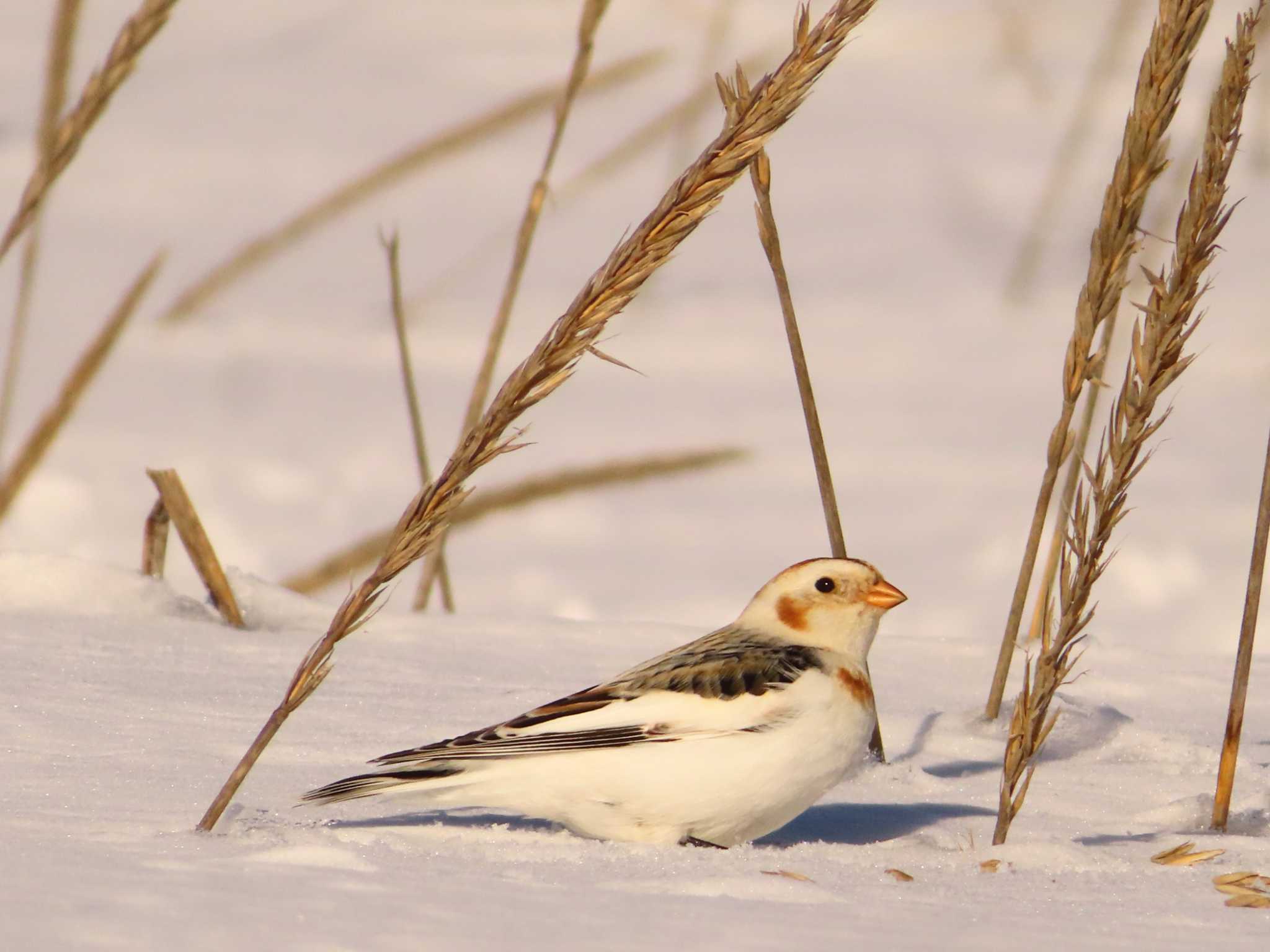 Snow Bunting