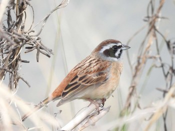 Meadow Bunting 淀川河川公園 Fri, 4/5/2024