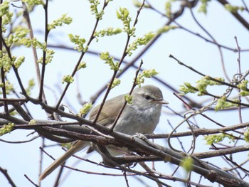 Japanese Bush Warbler 淀川河川公園 Fri, 4/5/2024