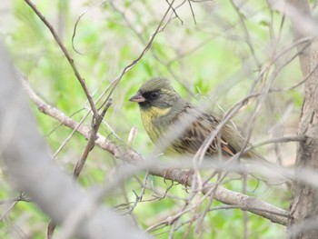 Masked Bunting 淀川河川公園 Fri, 4/5/2024