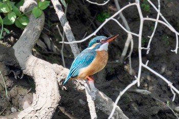 カワセミ 秋ヶ瀬公園 2024年4月15日(月)