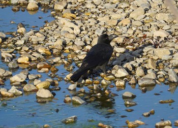 2018年12月24日(月) 猪名川の野鳥観察記録