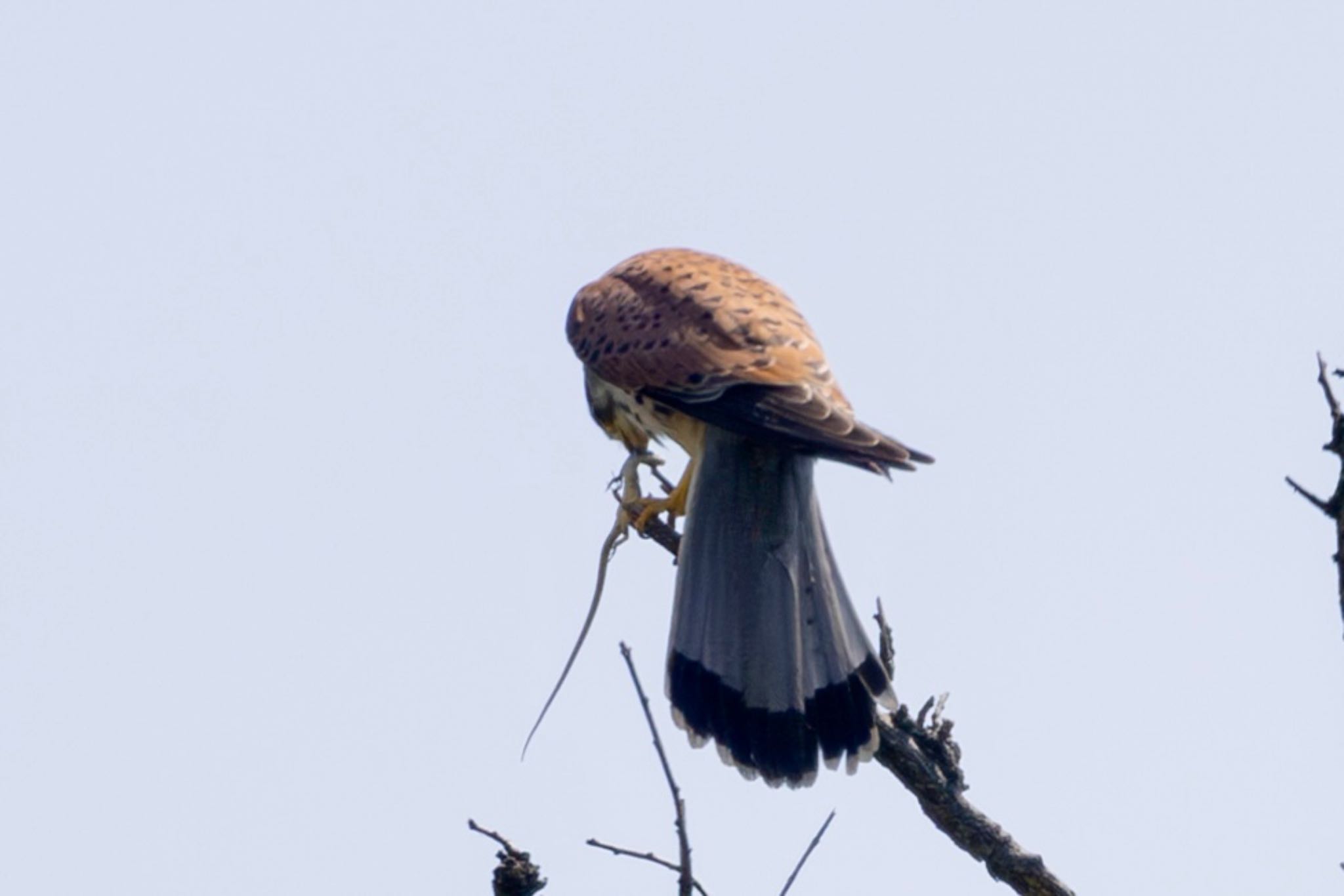 Photo of Common Kestrel at Akigase Park by Tomo