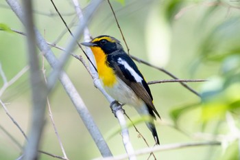 Narcissus Flycatcher Akigase Park Mon, 4/15/2024