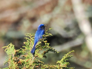 Blue-and-white Flycatcher Hayatogawa Forest Road Mon, 4/15/2024