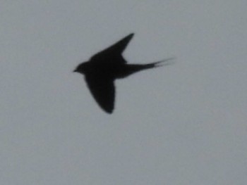 Barn Swallow 夢見ヶ崎動物公園 Mon, 4/15/2024