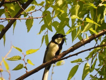 Mon, 4/15/2024 Birding report at 夢見ヶ崎動物公園