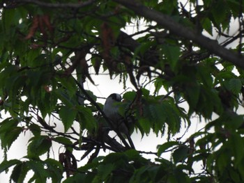 Long-tailed Tit 夢見ヶ崎動物公園 Mon, 4/15/2024