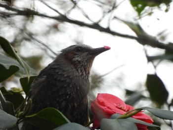 ヒヨドリ 夢見ヶ崎動物公園 2024年4月15日(月)