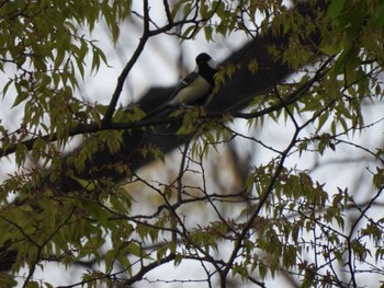 Japanese Tit 夢見ヶ崎動物公園 Mon, 4/15/2024