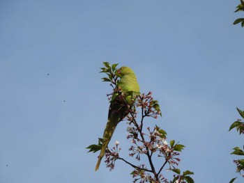 Indian Rose-necked Parakeet 夢見ヶ崎動物公園 Mon, 4/15/2024