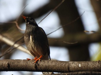 White-cheeked Starling 夢見ヶ崎動物公園 Mon, 4/15/2024