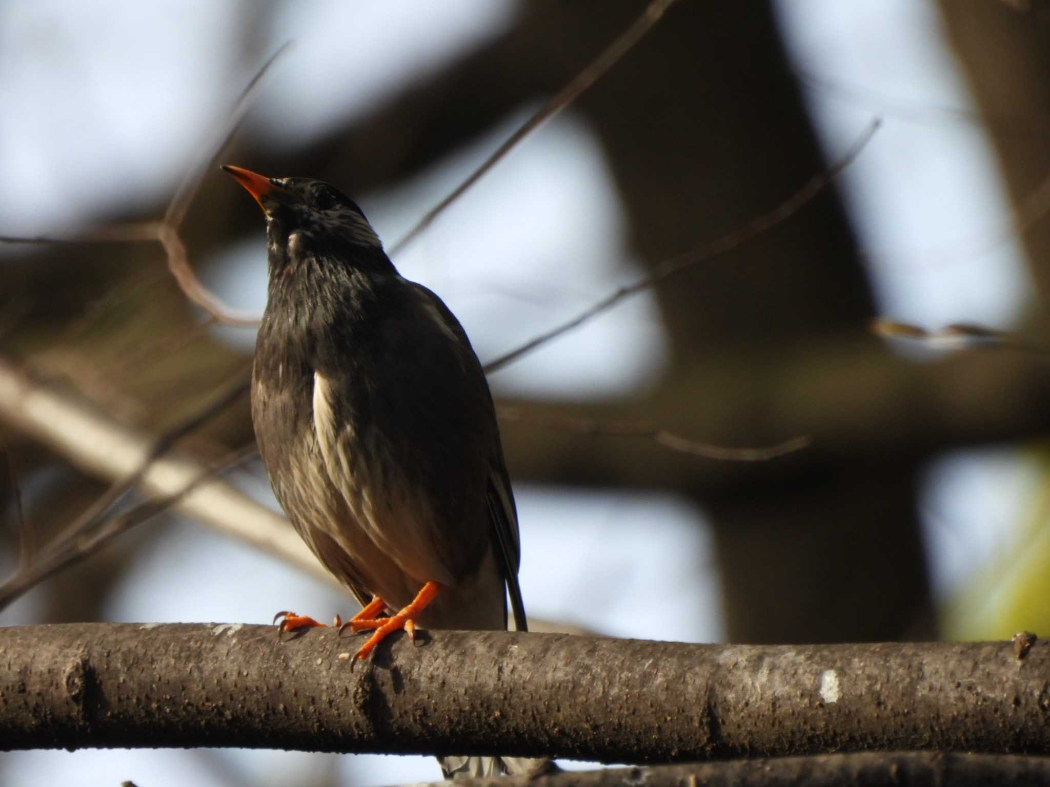 Photo of White-cheeked Starling at 夢見ヶ崎動物公園 by ミサゴ好き🐦