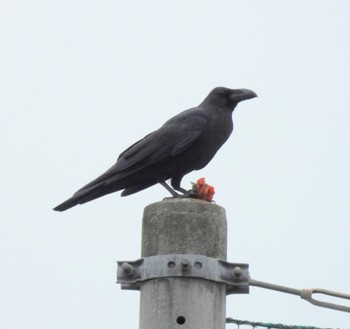 ハシブトガラス 三重県名張市 2023年10月4日(水)