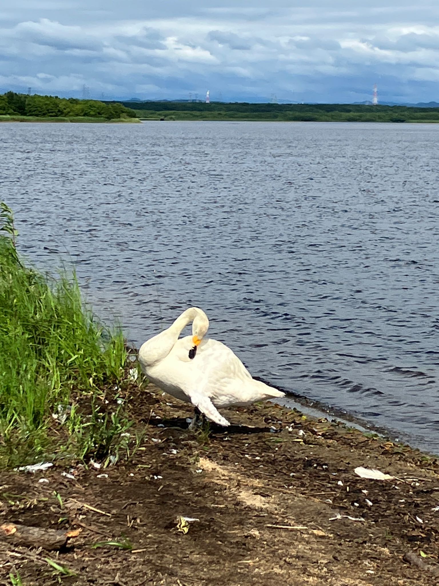 Photo of Whooper Swan at Lake Utonai by ぷちな