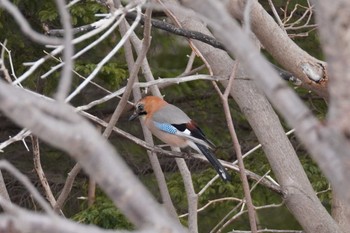 Eurasian Jay(brandtii) Asahiyama Memorial Park Sat, 3/30/2024