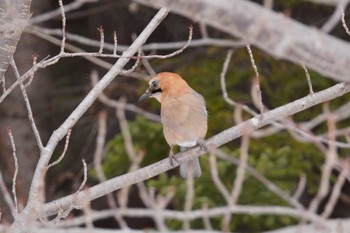 Eurasian Jay(brandtii) Asahiyama Memorial Park Sat, 3/30/2024