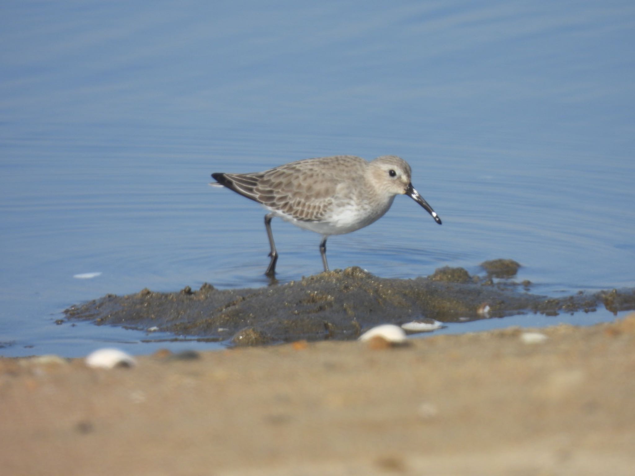 Photo of Dunlin at 安濃川河口 by ぷちな