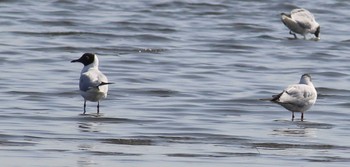 ユリカモメ ふなばし三番瀬海浜公園 2024年4月14日(日)