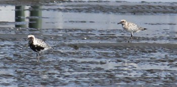 Grey Plover Sambanze Tideland Sun, 4/14/2024