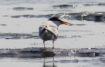 コアジサシ ふなばし三番瀬海浜公園 2024年4月14日(日)