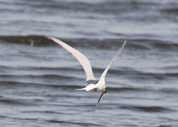 コアジサシ ふなばし三番瀬海浜公園 2024年4月14日(日)