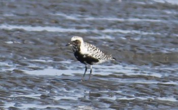 Grey Plover Sambanze Tideland Sun, 4/14/2024