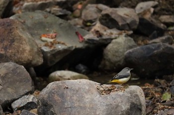 Fri, 11/23/2018 Birding report at 山田緑地